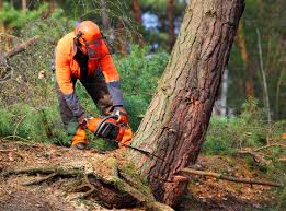 Best Tree Trimming and Pruning  in Stephens City, VA